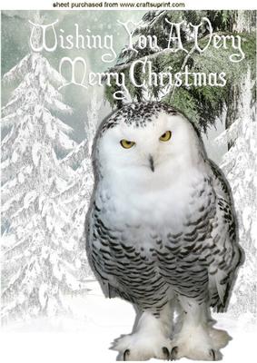 Snowy White Owl in Snow Scene A4