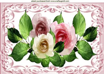 Pink Shades of Summer Roses in Ornate Frame A4