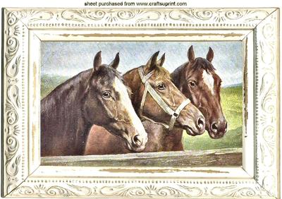 Vintage Horses Grazing, in Old Frame, A4