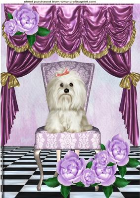 Cute Westie Sitting with Roses and Satin Drapes A4
