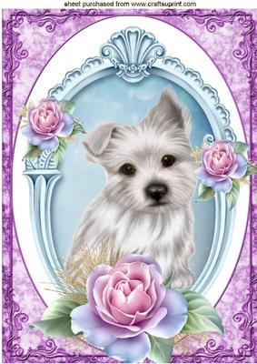 Gorgeous Little Westie with Pink Roses in Frame A4