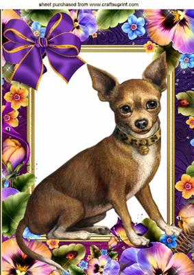 Gorgeous Little Chihuahua in Flower Frame with Bow A4