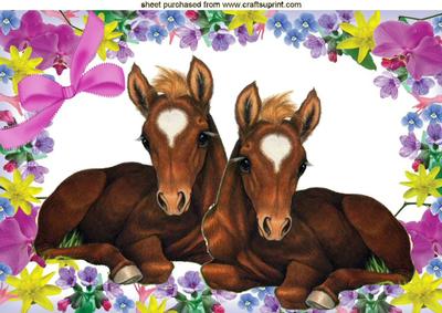 Pair of Cute Foals Laying Down in Floral Frame A4