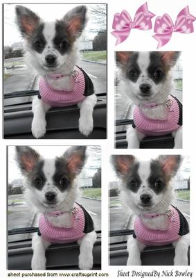 Cute Little Chihuahua in Pink Jumper Pyramids