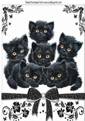 Cute Kitties with Bow in Black/whiteornate Frame A4