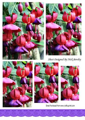 Pretty Pink and Purple Fuscia Pyramids
