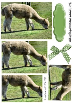 Lovely Alpacca Feeding in a Field, Pyramids