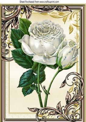 Pretty White Rose in Gold Ornate Frame with Butterfly A4