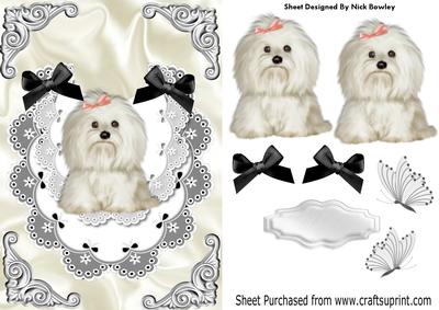 Cute Little Westie on a Black/white Lace Bib with Bows