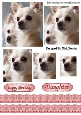 Cute Pair of Cream Chihuahuas with Pyramids