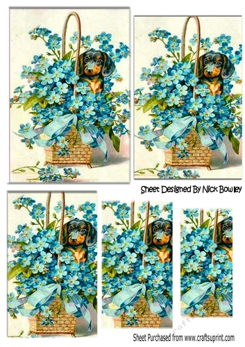 Cute little Dachshund peeking through the blue forget-me-nots pyramids
