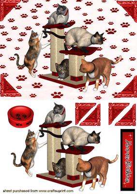 Playful Cats, Lots of Little Kitties