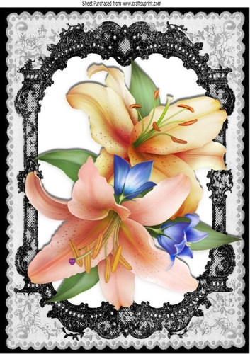 peach and pink lilies in a pretty black lace frame with butterflies A4