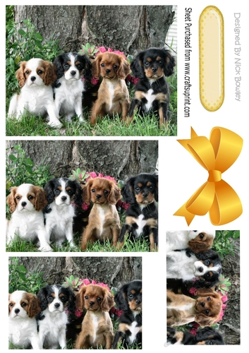Cute cavalier puppies with gold bow  pyramids