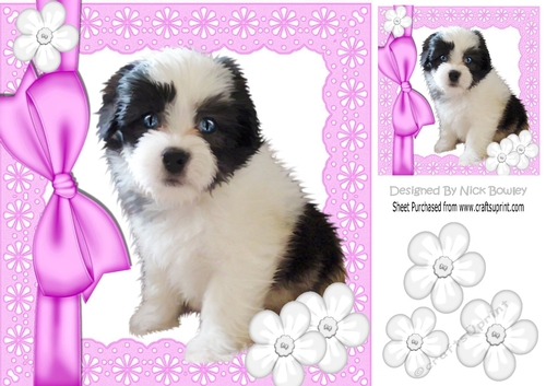 Cute little fluffy black & white  puppy with bow and buttons 8x8