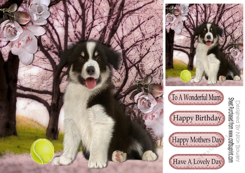 Cute Border collie puppy with ball in the park 8x8