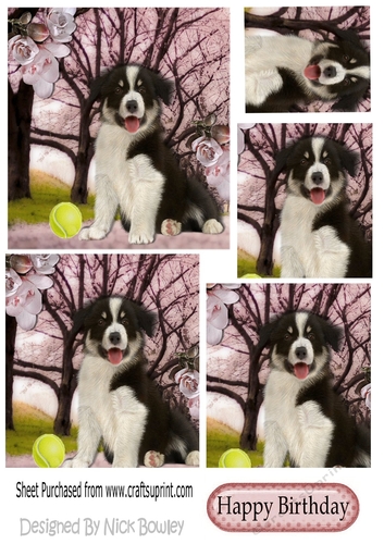 Cute Border collie puppy with ball in the park pyramids