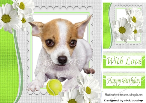 Cute little Chihuahua puppy with ball and daisies 8x8