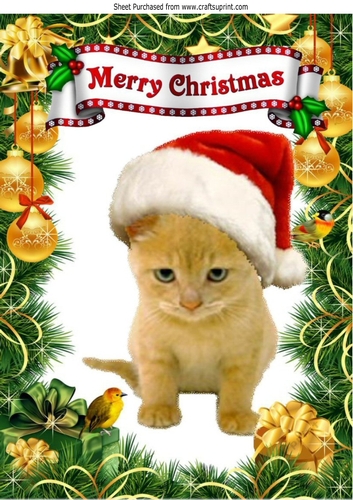 Cute Kitty in santa hat with little robin A4