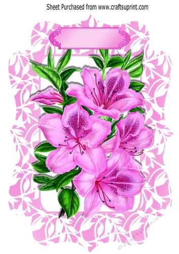 Pretty pink Azaleas, with pink bow in ornate frame A4