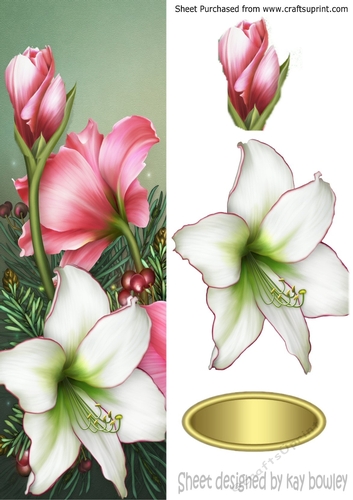 Pretty pink and white poinsettias tall DL