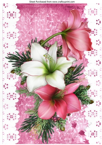 Pretty pink and white Amaryllis on lace with bow A4