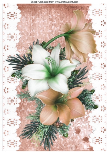 Pretty peach and white Amaryllis on lace with bow A4