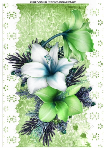 Pretty green and white Amaryllis on lace with bow A4