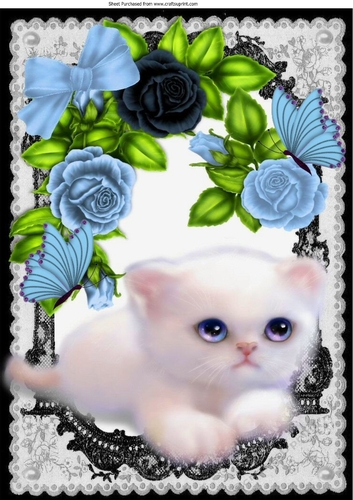 cute fluffy white kitten with blue roses, & butterflies in black lace A4