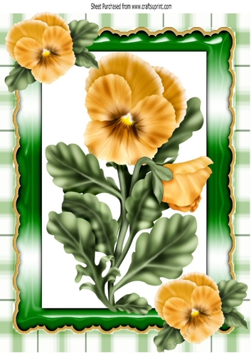 pretty yellow pansies in ornate frame with gingham A4