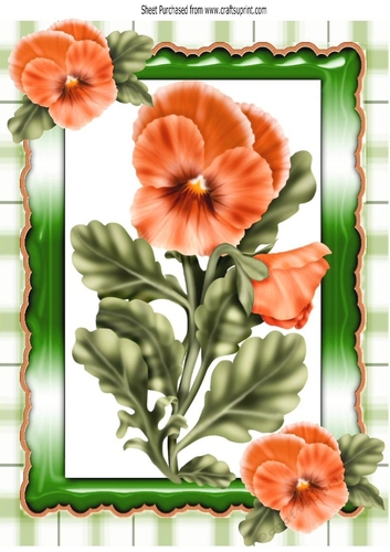 pretty peach pansies in ornate frame with gingham A4