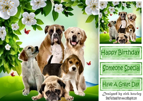 Smile for the camera, cute dogs 8x8