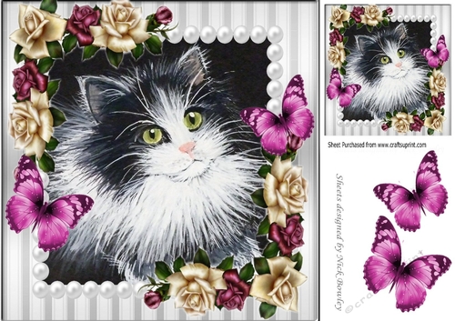 pretty painted black and white kitten with pearl & pink/cream roses 8x8