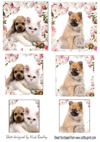 two cute little puppies and kittens small cards with pyramids