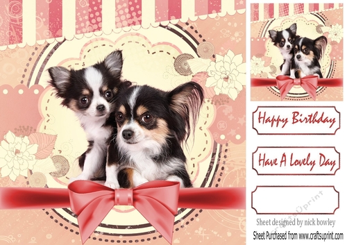 Cute pair of Chihuahua puppies with pink bow 8x8