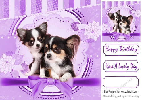 Cute pair of Chihuahua puppies with purple bow 8x8