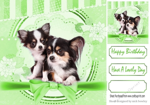 Cute pair of Chihuahua puppies with green bow 8x8