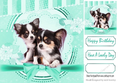 Cute pair of Chihuahua puppies with turq bow 8x8