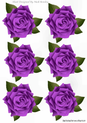 Six lovely purple roses