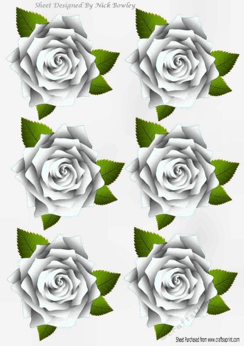 Six lovely white roses