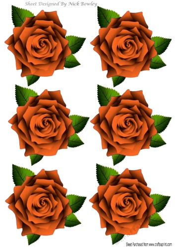 Six lovely orange roses