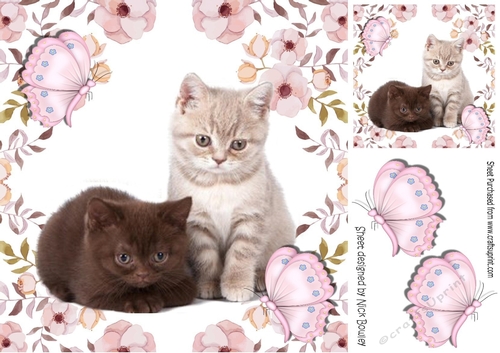 two sweet little kittens in a flower frame with butterflies frame 8x8
