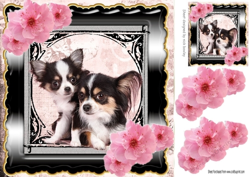 Cute pair of Chihuahuas with pink flowers