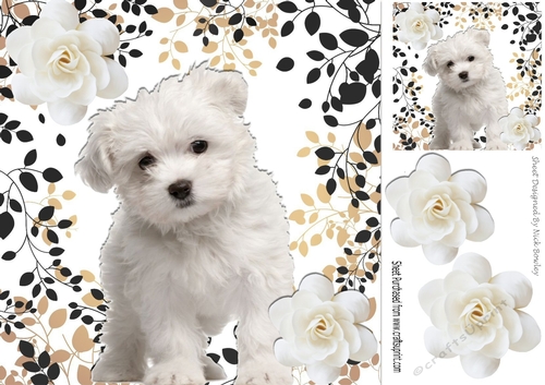 Cute little westie puppy with white roses 8x8