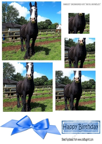 Lovely black horse in the field, with bow pyramids