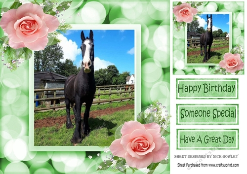 Lovely black horse in the field, with pink roses 8x8