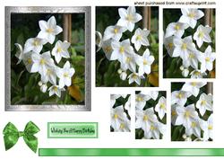 Pretty White Flowers in Silver Frame,pyramids