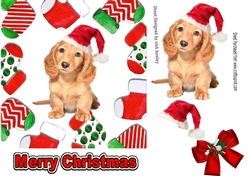 Cute puppy in santa hat in christmas sock frames 7x7