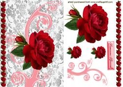 Gorgeous Big Red Rose
