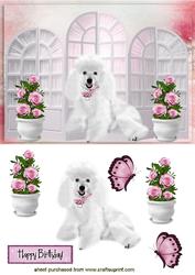 Pretty White Poodle